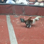 Modernos gladiadores cmbaten a muerte. gallos de pelajpg