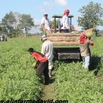 Agro-exportaciones