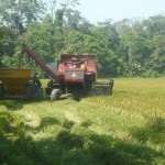 cosecha de arroz