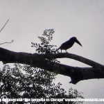 Tucan San