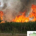 quema de cañaverales afectan al medio ambiente