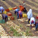 Concurso - Cosechando cebollas en Chiriqui. crop Concurso - Cosechando cebollas en Chiriqui. crop