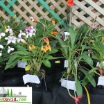 Nuevas variedades de orquídeas expuestas a los visitantes