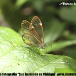 mariposa alas transparente mariposa alas transparente