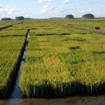 arroz_(Campolider) arroz_(Campolider)