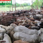 Con la caña de azúcar comp suplemento se puede tener mayor cantidad de animales en menos espacio.. Con la caña de azúcar comp suplemento se puede tener mayor cantidad de animales en menos espacio..