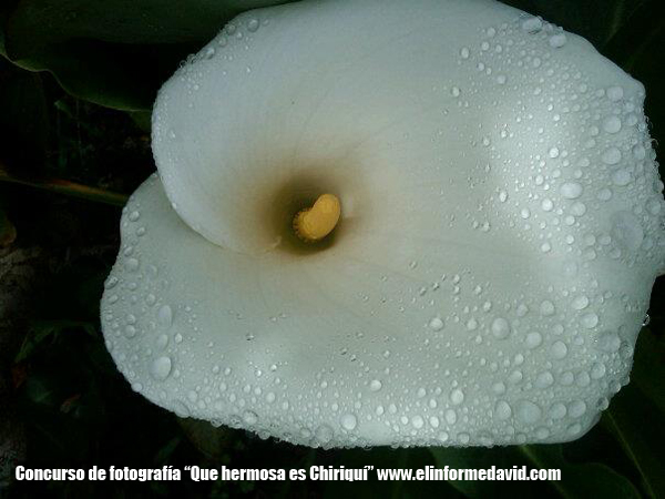 esta fotografía la tome en el jardín del hotel los quetzales en guadalupe chiriqui, mostrando asi la hermosa calidad de plantas que posee nuestra bella provincia chiricana: esta es una gran planta que se distinge en guadalupe LAS CALAS